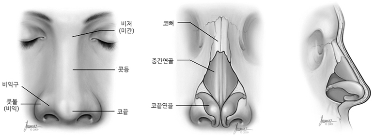 코는 어떤 구조와 기능을 가질까?